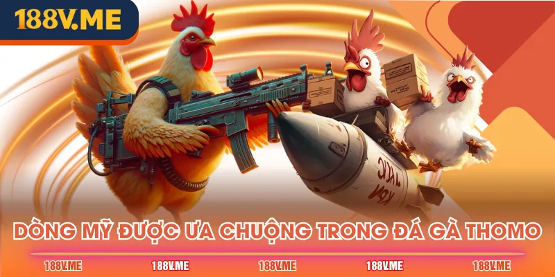Dòng Mỹ được ưa chuộng trong đá gà Thomo